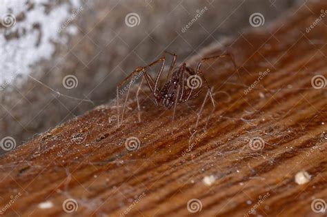 Brown Spitting Spider Stock Image Image Of Poisonous 226436377