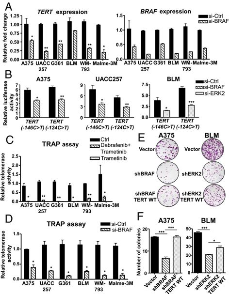 Activation Of Mutant Tert Promoter By Ras Erk Signaling Is A Key Step