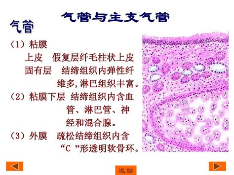 组织学与胚胎学 呼吸系统 2 Ppt课件word文档在线阅读与下载免费文档