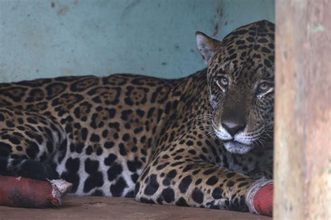 Morre onça pintada resgatada as quatro patas queimadas em incêndios