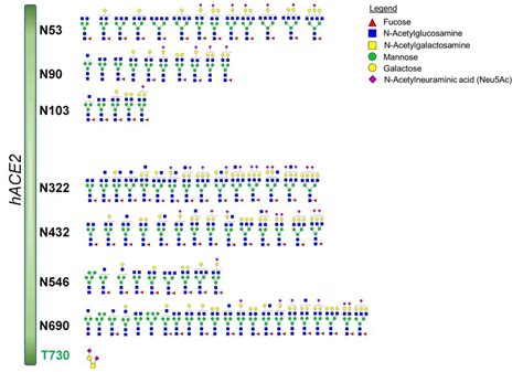 Glycosylation Profile On Hace2 Characterized By High Resolution