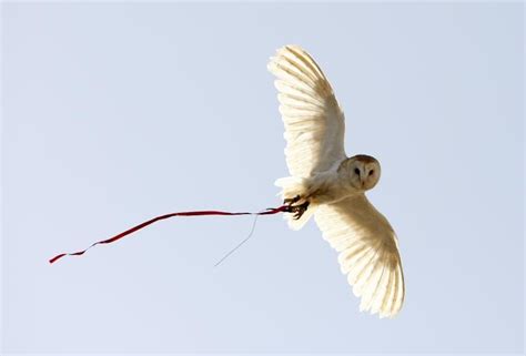 Barn Owl Swooping Down On Prey Pictures Learning How Owls Use