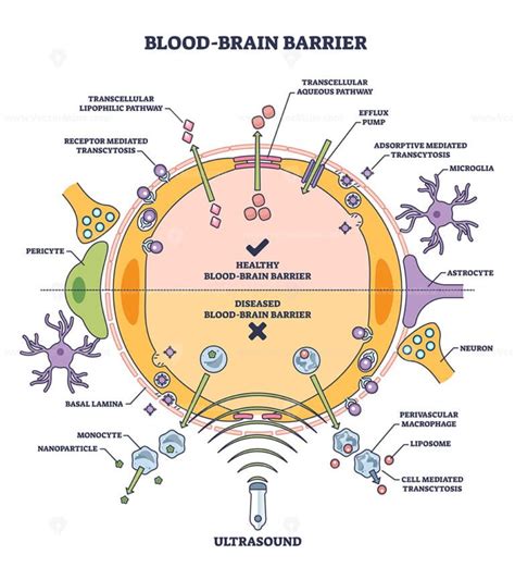 Blood brain barrier or BBB as immunological feature of CNS outline ...