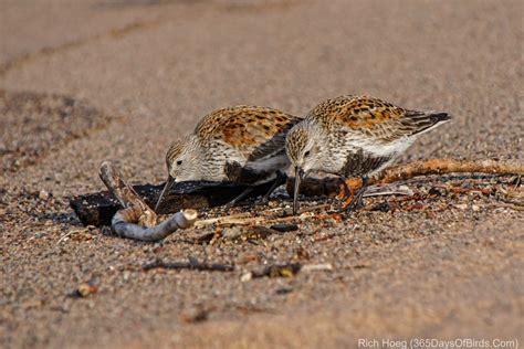 Reading the Lake Superior Bird Migration Effect! | 365 Days of Birds