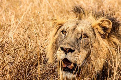 Two Gray Lions Laying on Sand · Free Stock Photo