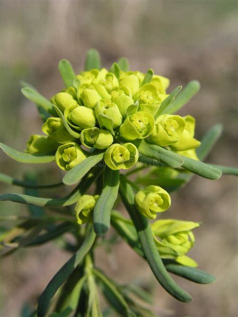 Euphorbia Esula Green Spurge Or Leafy Spurge Small Flowers In Umbels