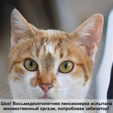 британская вислоухая кошка шерсть — Postimages