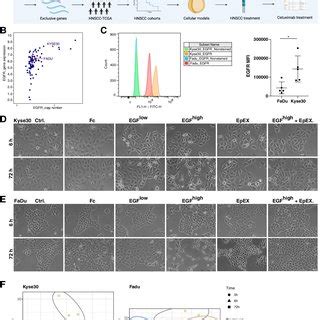 In Vivo Long Term Efficacy Of Nir Pit With Cet Ir In Meerl Hegfr