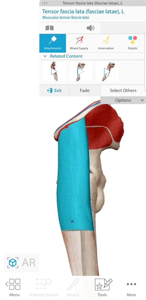 Tensor Fasciae Latae 대퇴근막장근넙다리근막긴장근 기시정지작용신경지배 알아보기 네이버 블로그