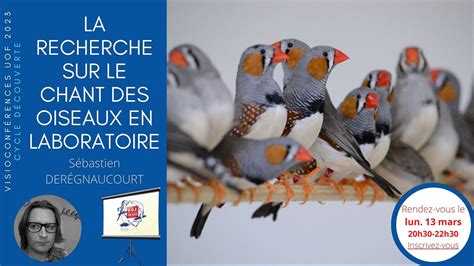 La Recherche Sur Le Chant Des Oiseaux En Laboratoire Union