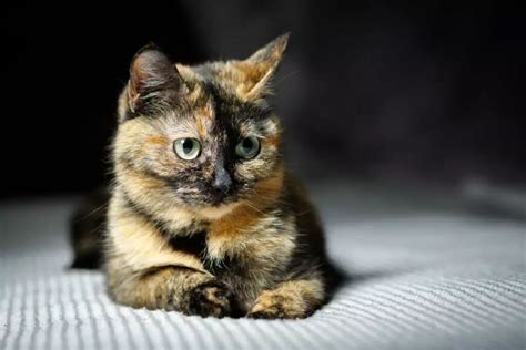 449 Tortoiseshell Cat Names Best Choices Blog Of Tom