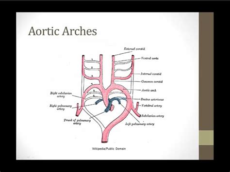 Pharyngeal Arches My Wiki