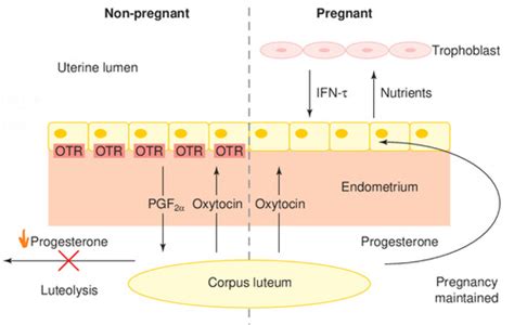 Pregnancy And Parturition Flashcards Quizlet