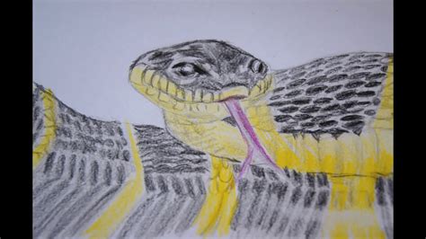 Schlange zeichnen Malen lernen how to draw a Snake Рисуем змею