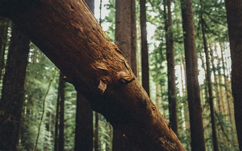 Wallpaper Sunlight Trees Forest Nature Wood Closeup Branch