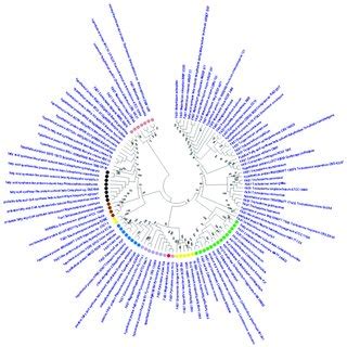 Molecular Phylogenetic Analysis By Maximum Likelihood Method With