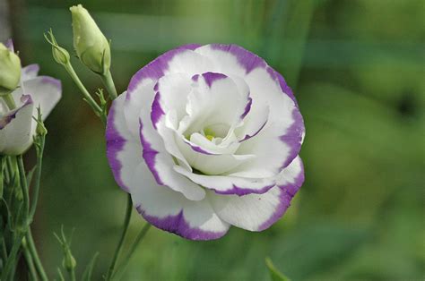 White Rose With Purple Edges Photograph By Tammy Winburn Pixels