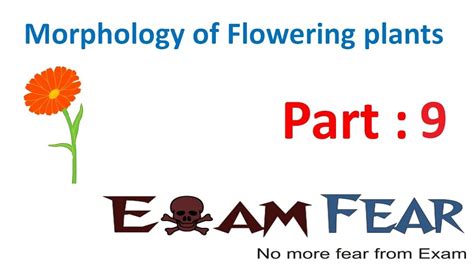 Biology Morphology Of Flowering Plants Part 9 Aerial Stem Strong