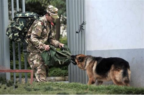 退役軍犬該何去何從？英國做法很殘忍，我國辦法最溫暖和高明 每日頭條