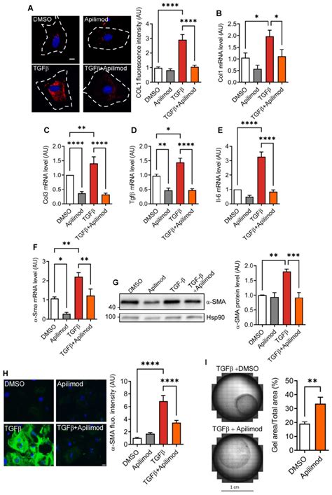 Apilimod Inhibits Cardiac Fibroblast Activation A Cardiac