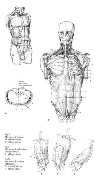 780 Anatomie Ideen In 2021 Anatomie Anatomie Zeichnung Zeichnung