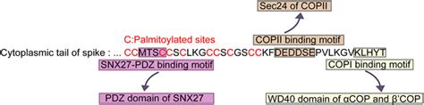 Frontiers Cytoplasmic Tail Determines The Membrane Trafficking And