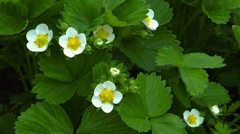 Erdbeere Fragaria Im Pflanzenlexikon