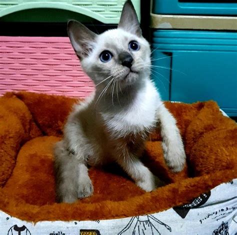 Purebreed Siamese Kitten Blue Point Pet Finder Philippines Buy And