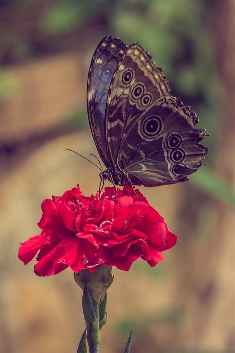 Flor Roja Mariposa Polinizaci N Foto Gratis En Pixabay Pixabay