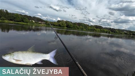 SALAČIŲ ŽVEJYBA NERYJE 2024 YouTube