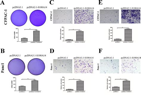 Overexpression Of S A Expression Increased Cell Transformation