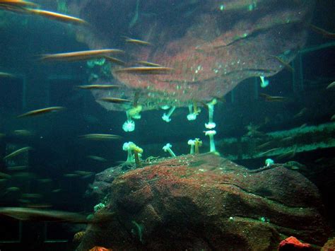 North Pacific Aquarium At Point Defiance Zoo And Aquarium In Tacoma