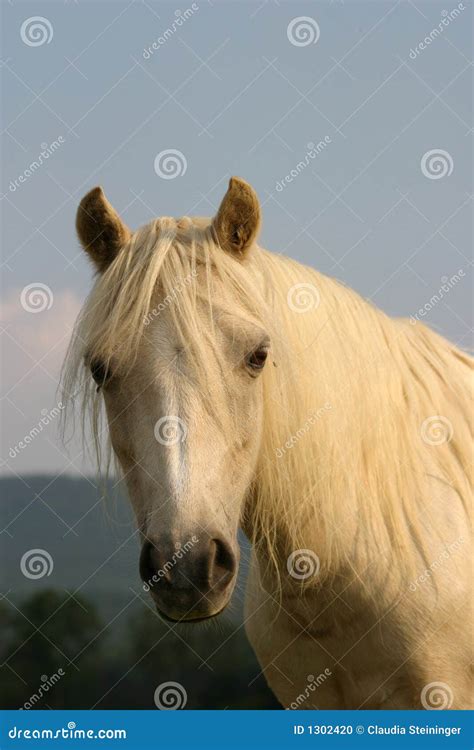 Welsh pony stock photo. Image of white, beautiful, sunny - 1302420