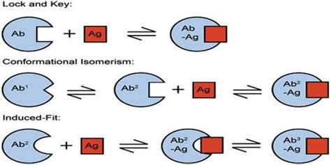 Mechanism of Enzyme Catalysis - QS Study