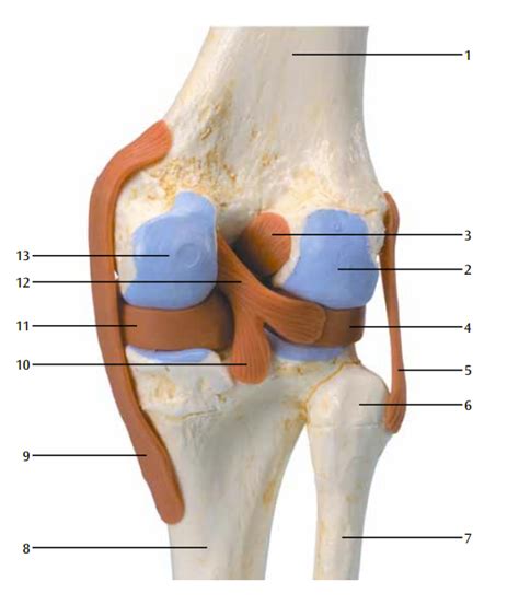 Knee Model Diagram Quizlet