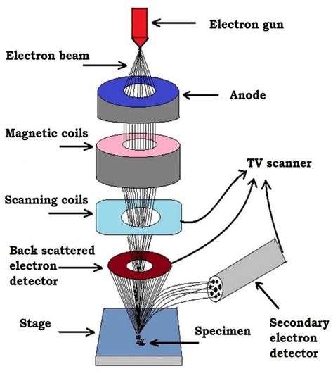 17 Schematic Diagram Of Sem Download Scientific Diagram