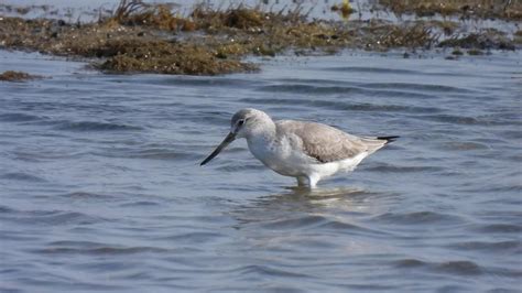 諾氏鷸 Nordmann S Greenshank 覓食1 台南將軍鹽灘地 2020 11 24 Youtube