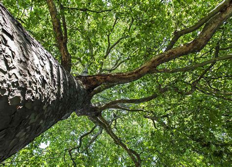 The Characteristics Of The Silver Maple Tree