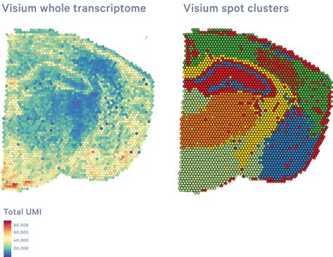 CytAssist Spatial Gene Expression Official 10x Genomics Support