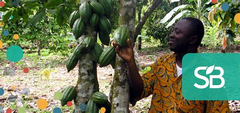 Bridging The Gap Using Sustainable Finance To Improve Cocoa Farmer