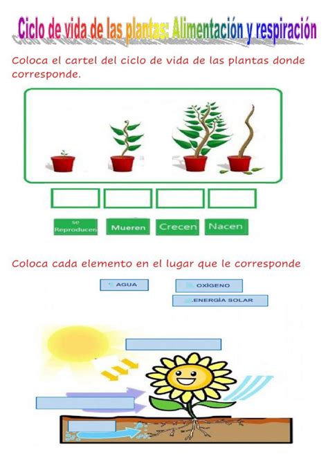 Ciclo de vida de las plantas Alimentación y respiración worksheet