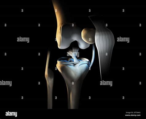 Knee Joint Anatomy Synovial Meniscus Hi Res Stock Photography And