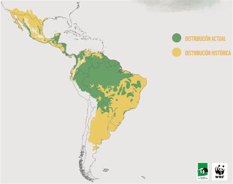 Lanzan Campa A Continental Para La Conservaci N Del Yaguaret