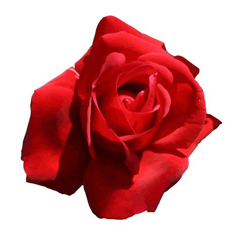 Red Rose Isolated Digital Art By Taiche Acrylic Art Pixels