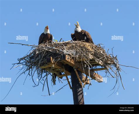 American Bald Eagle At Nest Hi Res Stock Photography And Images Alamy