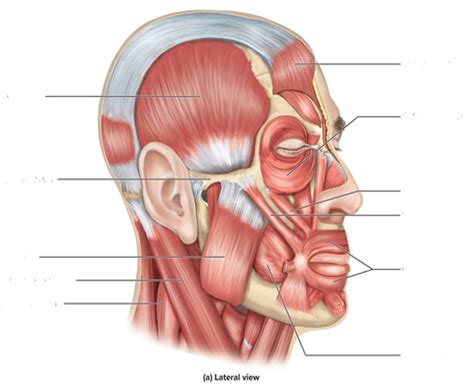 Skull muscles Diagram | Quizlet