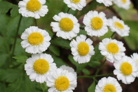 Tanacetum parthenium