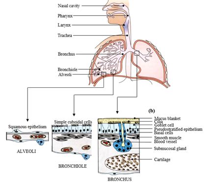 Structure And Function Of The Airways Flashcards Quizlet