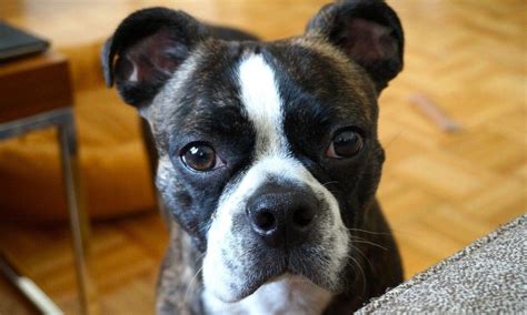 main characteristics   boston terrier pitbull mix dog breed information