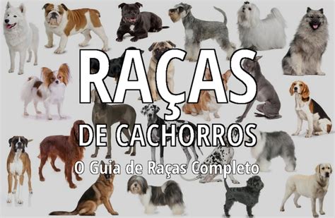 Todas As Racas De Cachorros Do Mundo